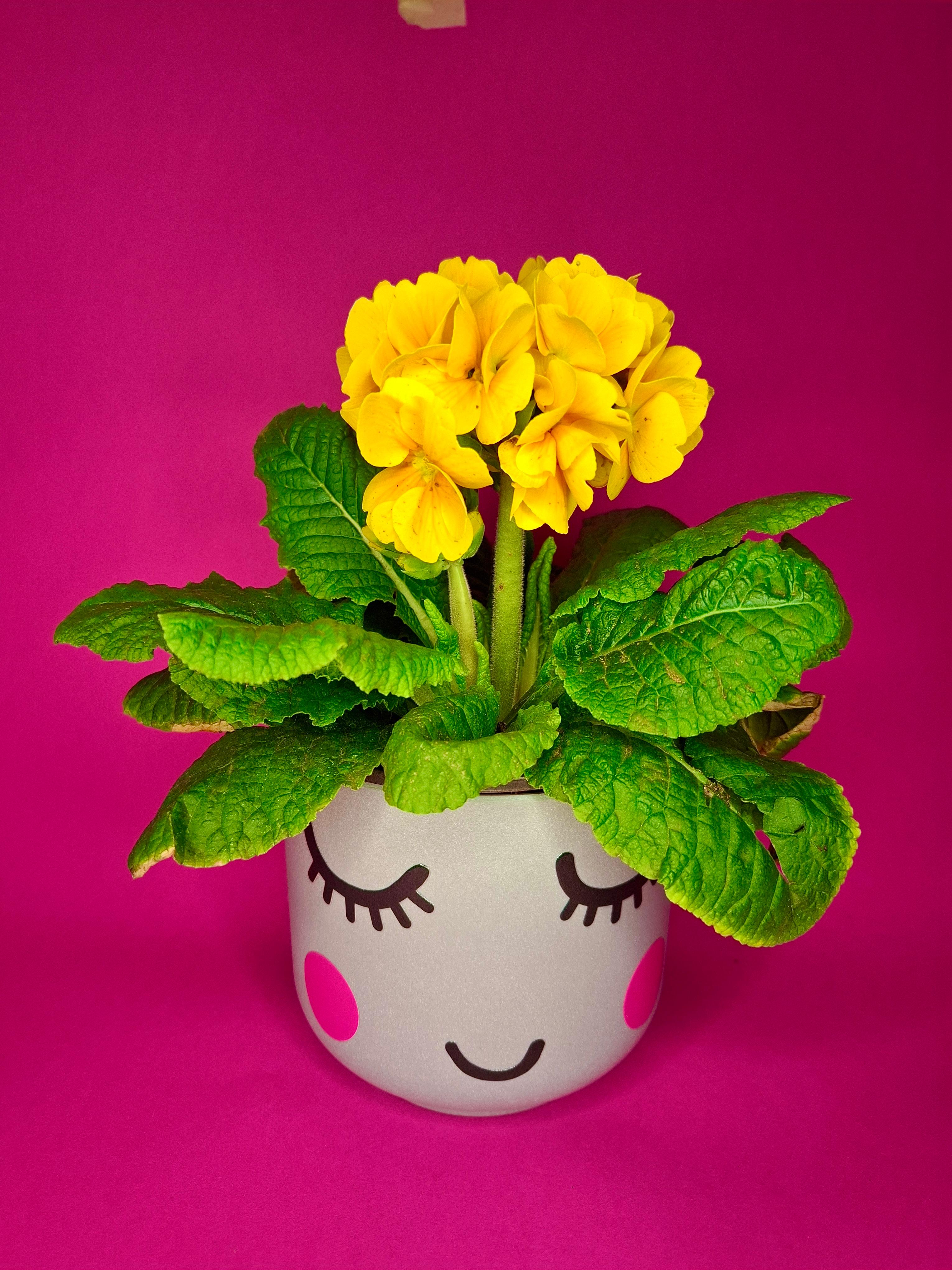 Shy Plant with Pot